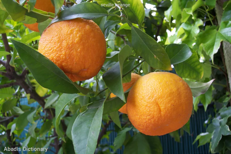 seville orange